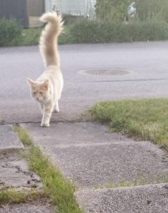 En lattefärgad katt