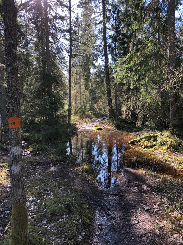 En stor vattenpöl mitt på stigen av Östgötaleden