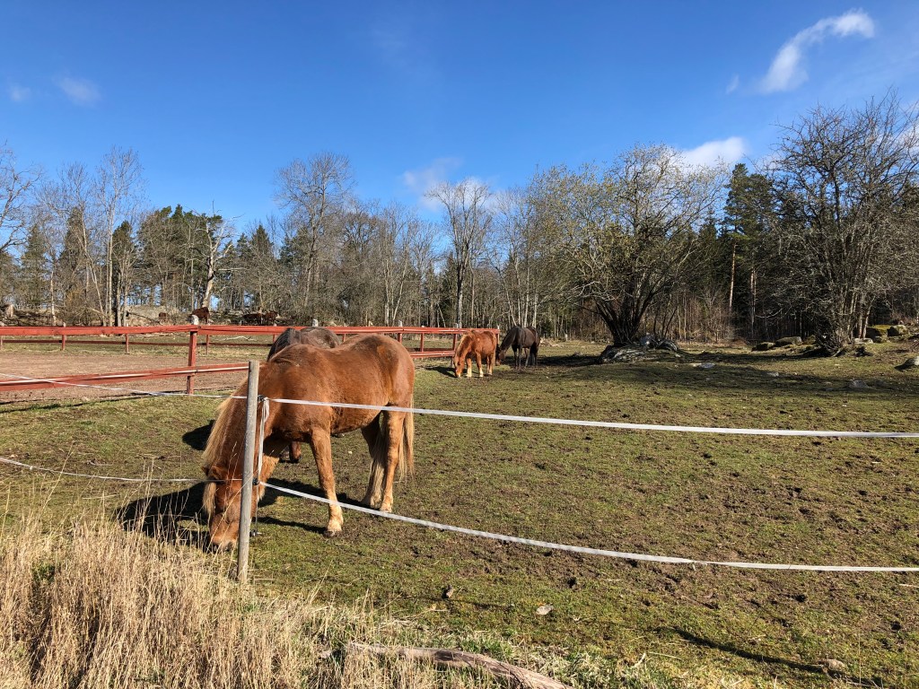 Hästar i förgrunden och kossor i bakgrunden.