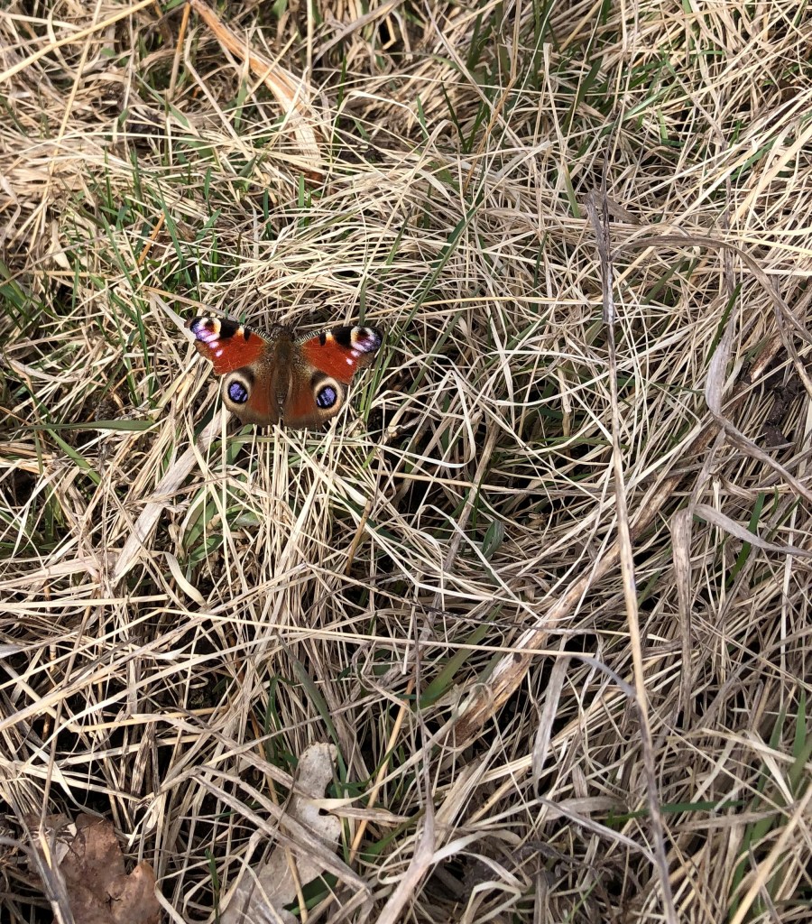 En Påfågelöga (fjäril)