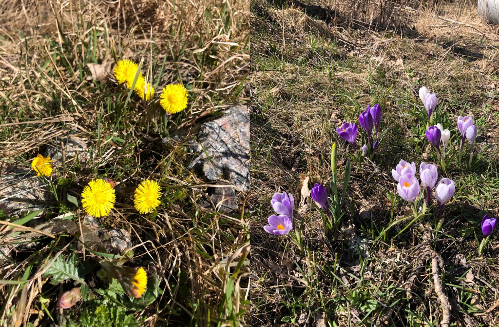 Tussilago och Krokus längs vägkanten
