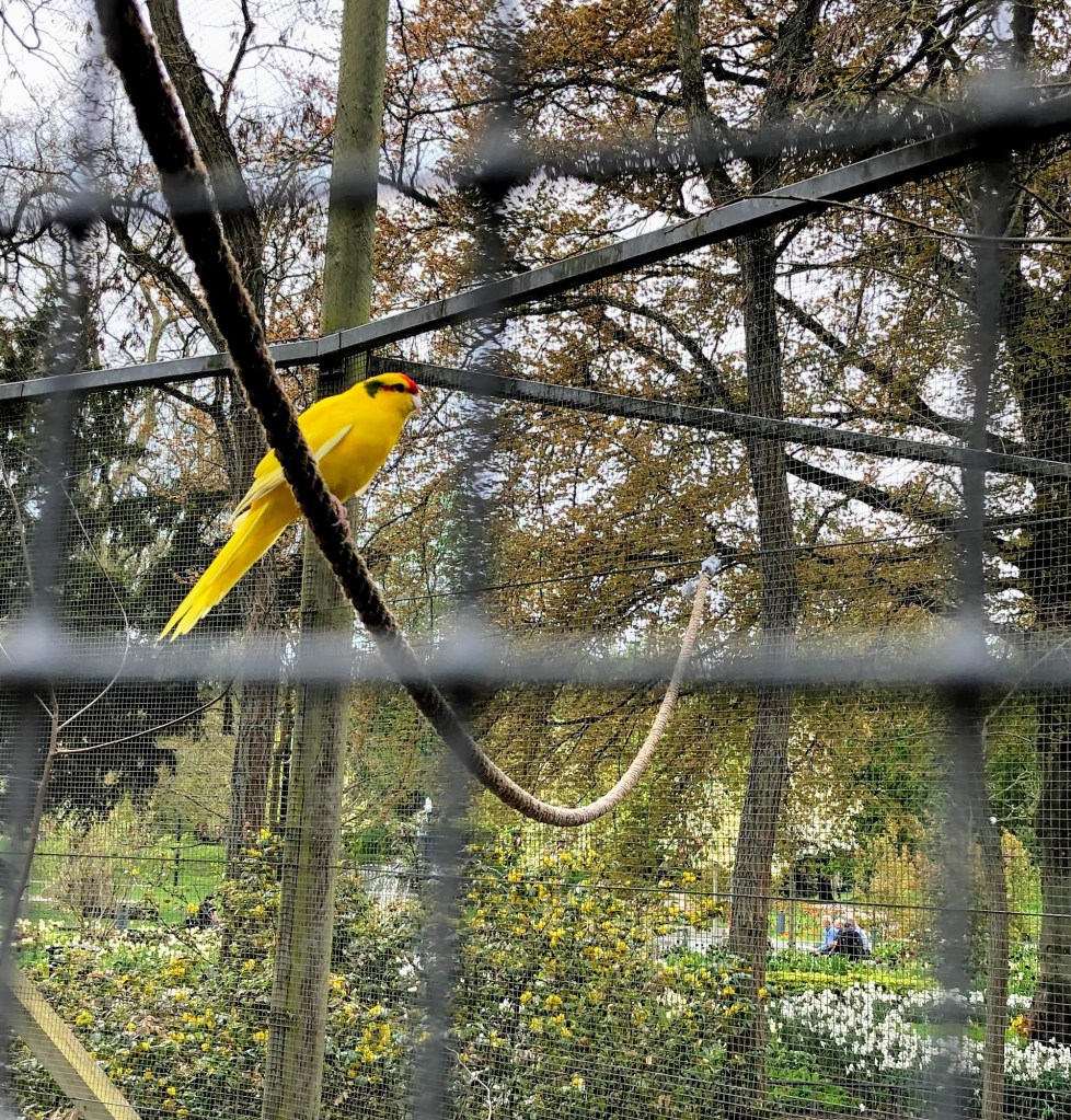 En gul exotisk fågel i en stor bur