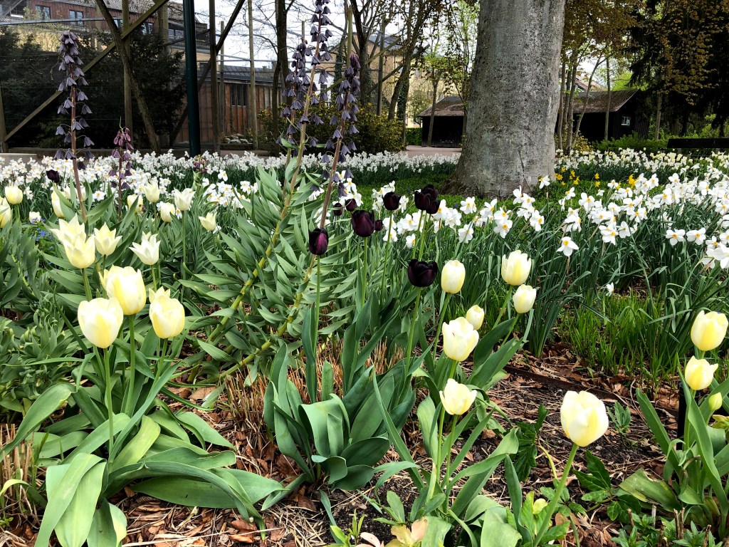 Tulpaner och andra växter i Solens och skuggans trädgård.