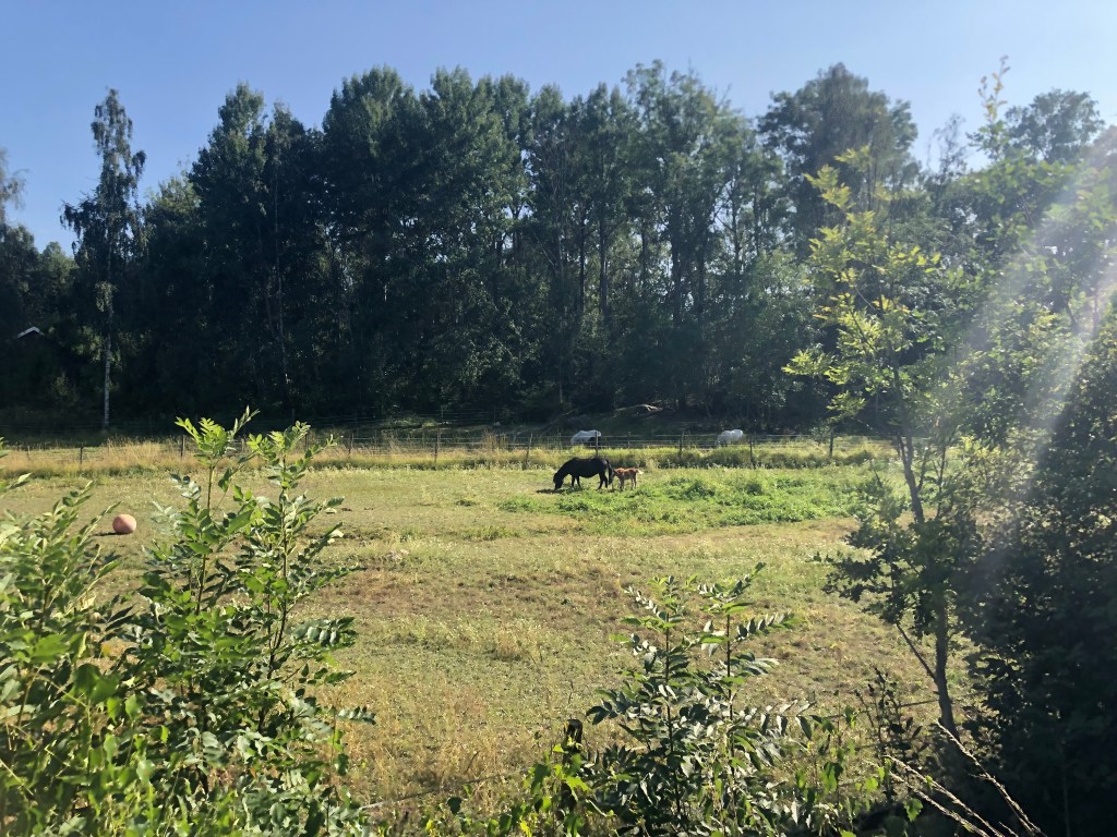 Ett föl och en häst i en hage med ett par vita hästar i bakgrunden. Soligt och gröna träd.