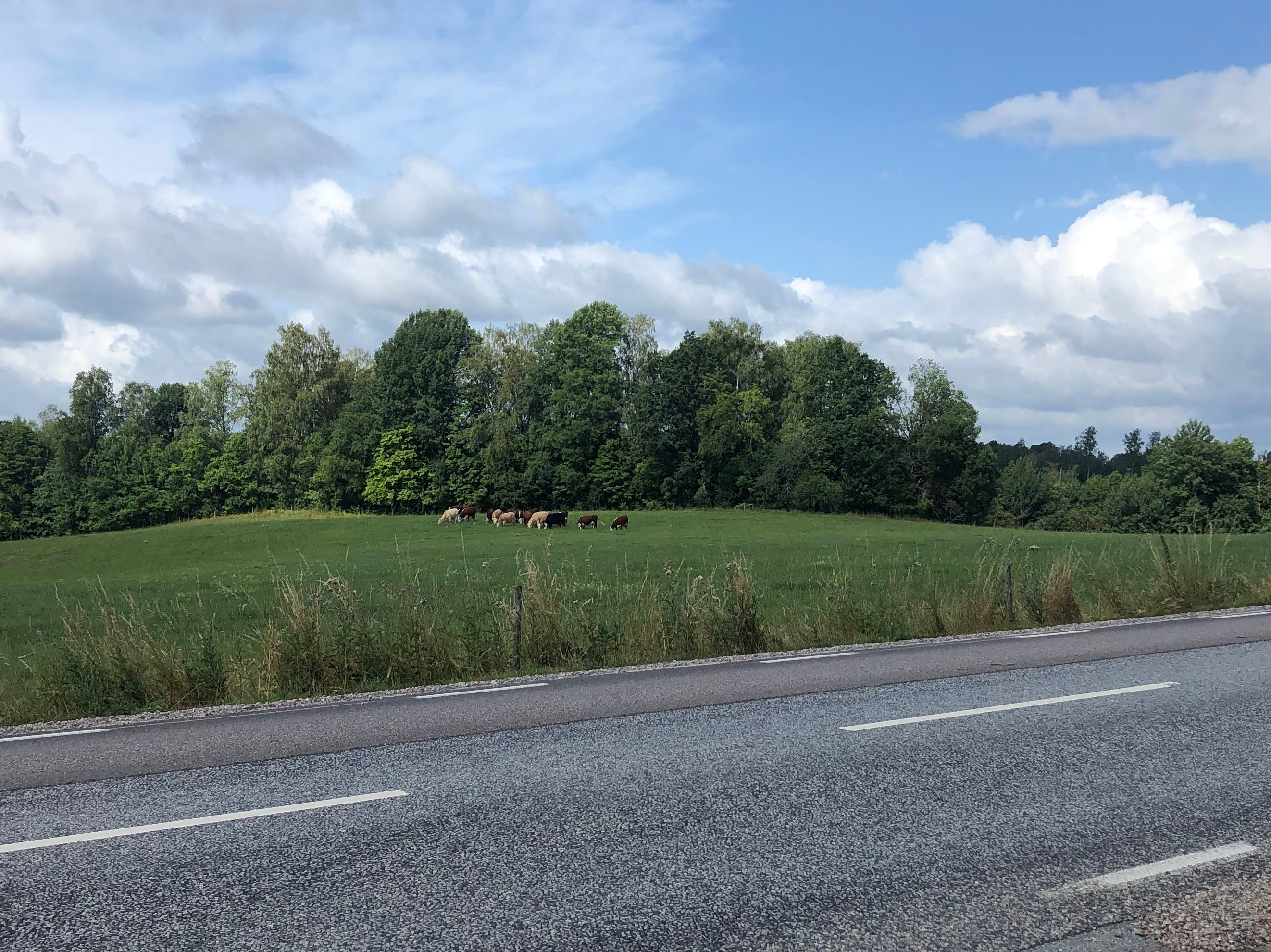 Kor i hage vid väg T 517 med blå himmel och lite stackmoln.
