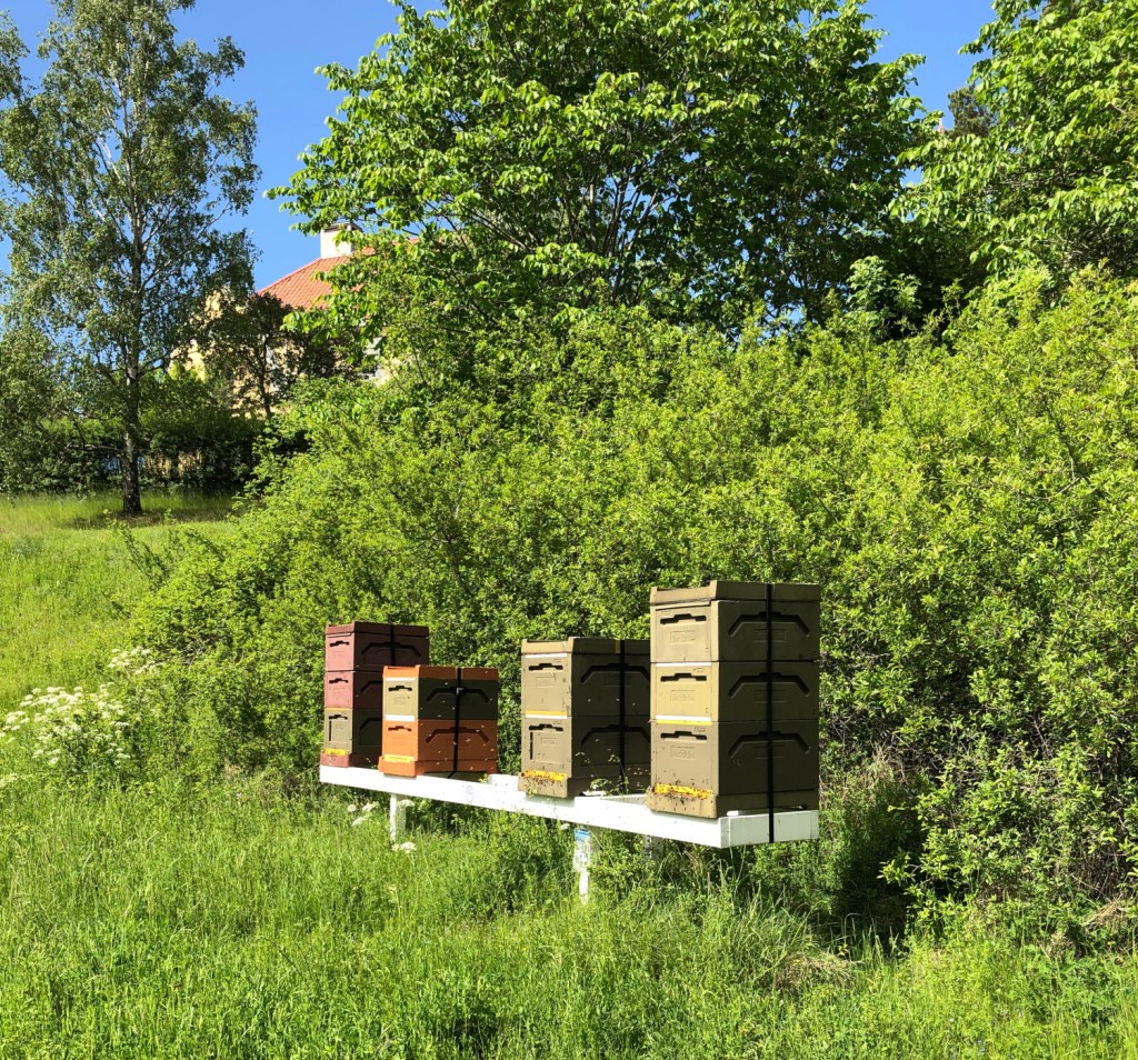 Fyra bikupor med full aktivitet av bisvärmar