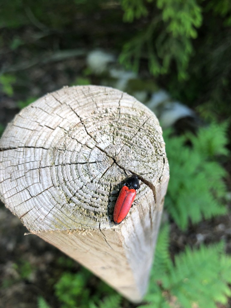 En röd skalbagge på en stolpe