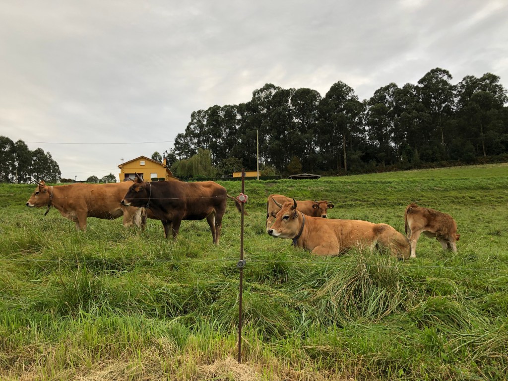 A group of cows chilling in the field of green.